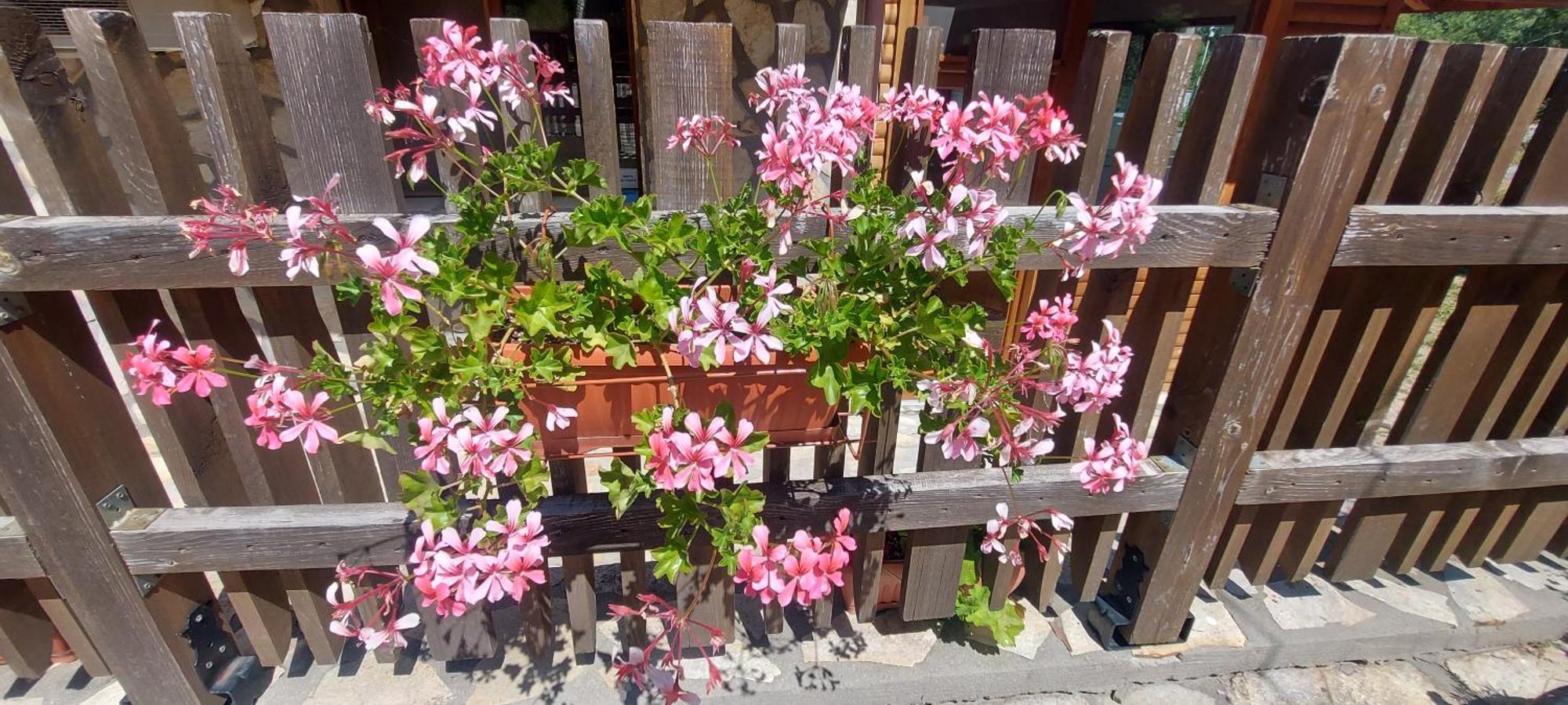 Mini Complex Rilski Terasi Sapareva Banya ภายนอก รูปภาพ